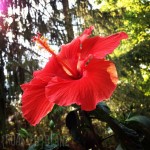 Hibiscus